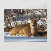 芝生に横たわる子鹿 ポストカード (正面)