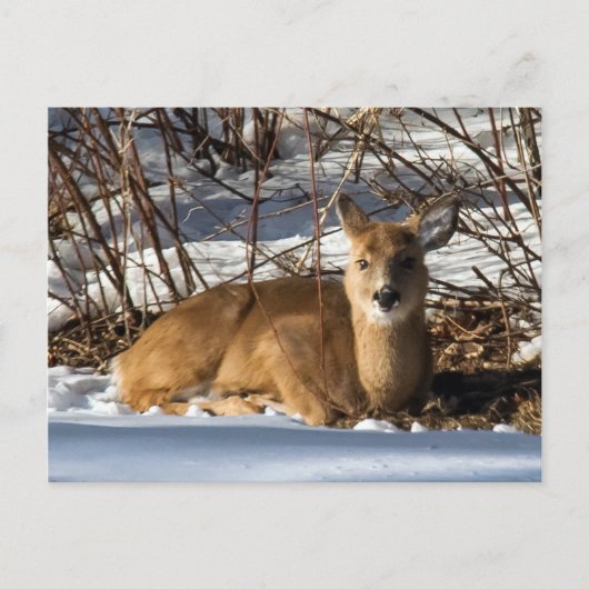 芝生に横たわる子鹿 ポストカード (正面)