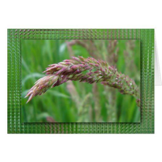 芝生のカードの成長 (正面横)