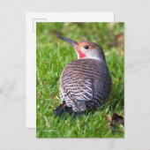 芝生の上に赤い柄の北フリッカーの木ペッカー ポストカード (正面/裏面)