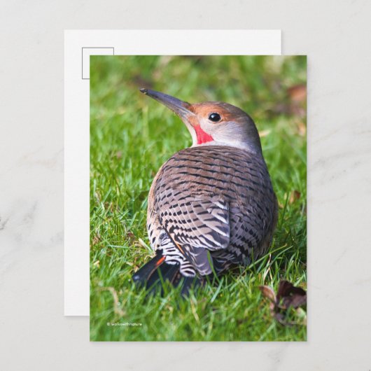 芝生の上に赤い柄の北フリッカーの木ペッカー ポストカード (正面/裏面)