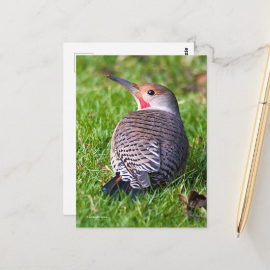 芝生の上に赤い柄の北フリッカーの木ペッカー ポストカード (正面/裏面インサイチュ)