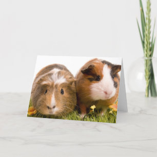 芝生の上のモルモット カード