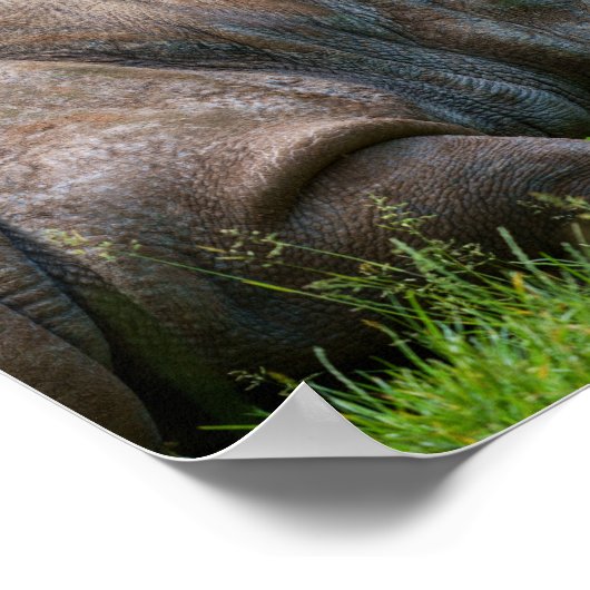 芝生の中のサイ ポスター (角)