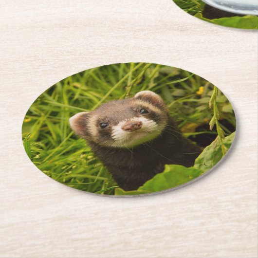 芝生の写真の可愛い茶色のフェレット ラウンドペーパーコースター (アングル)