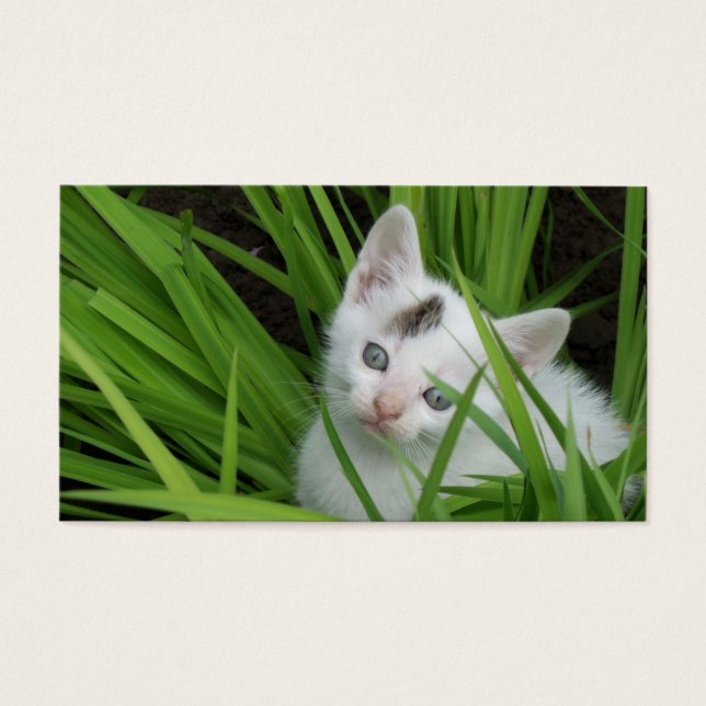 芝生の名刺に入れた子猫 (正面)