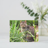 芝生の庭の美しいトラ猫の写真ポストカード ポストカード (スタンド正面)