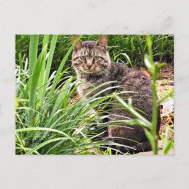 芝生の庭の美しいトラ猫の写真ポストカード ポストカード