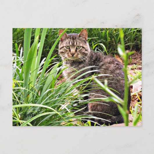 芝生の庭の美しいトラ猫の写真ポストカード ポストカード (正面)