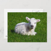 芝生の新生のかわいい子ヒツジ ポストカード (正面/裏面)