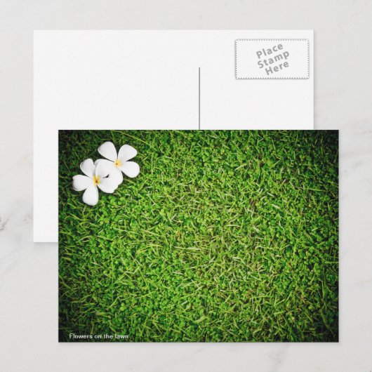 芝生の花 ポストカード (正面/裏面)
