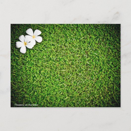 芝生の花 ポストカード (正面)