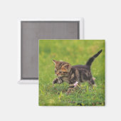 芝生を探索する子猫 マグネット (正面/裏面)