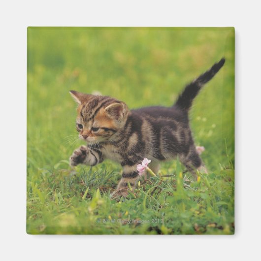 芝生を探索する子猫 マグネット (正面)