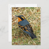 芝生素晴らしで多様なツグミのソングバード ポストカード (正面/裏面)