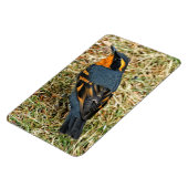 芝生素晴らしの様々なツグミ マグネット (左側)