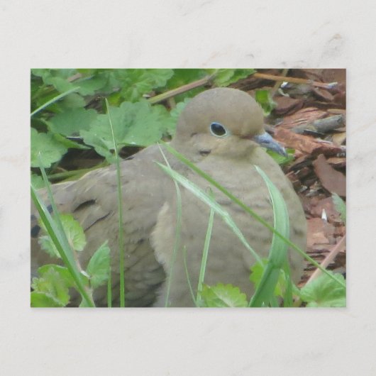 芝鳩 ポストカード (正面)