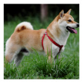 芝2フル ポスター (正面)