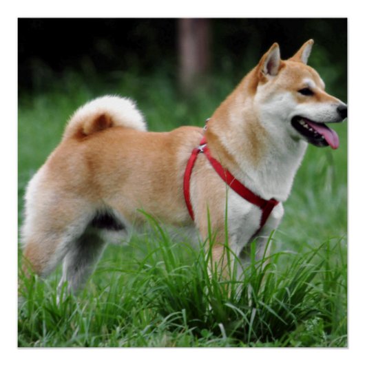 芝2フル ポスター (正面)