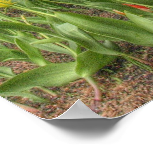 花々Chicago ポスター (角)