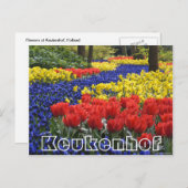 花々Keukenhof、ハイアシンとタンプス ポストカード (正面/裏面)