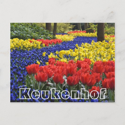 花々Keukenhof、ハイアシンとタンプス ポストカード (正面)