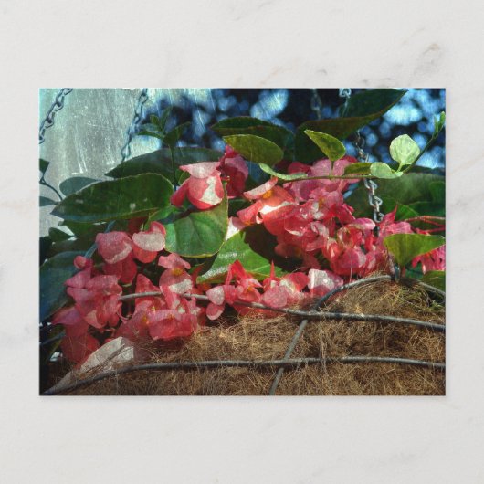 花かご ポストカード (正面)