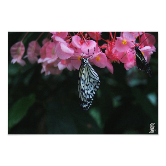 花からぶら下がる蝶 フォトプリント            (正面)