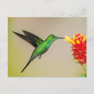 花から出食べ物を与えた輝くハミングバード ポストカード