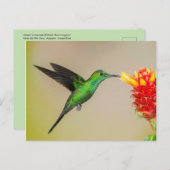 花から出食べ物を与えた輝くハミングバード ポストカード (正面/裏面)