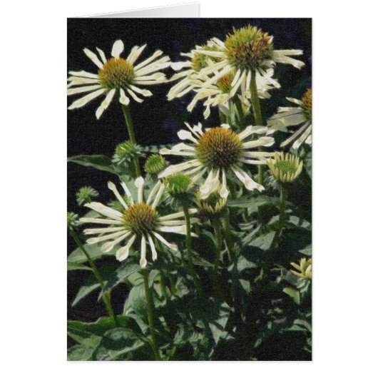 花かわいらし類 (正面)