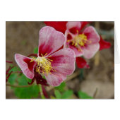 花かわいらし (正面横)