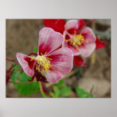 花かわいらし ポスター (正面)