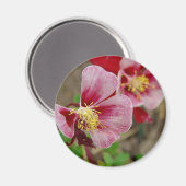 花かわいらし マグネット (正面/裏面)