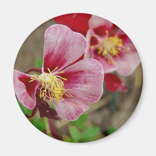 花かわいらし マグネット (正面)