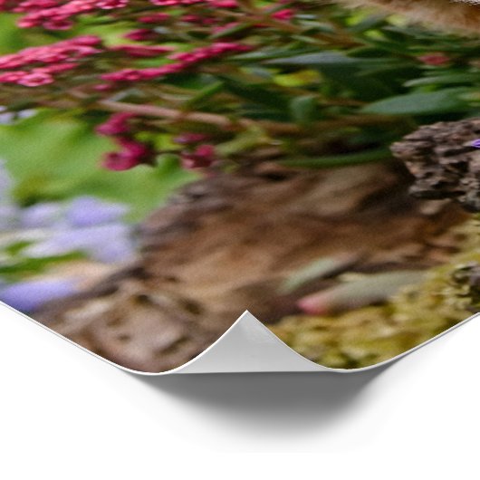 花が咲いた庭の可愛遊い生姜の子猫 ポスター (角)