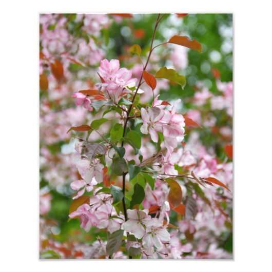 花が咲くりんごの木の細い枝 フォトプリント (正面)