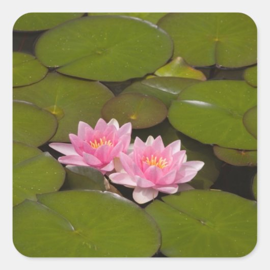 花が咲くスイレンの花 スクエアシール (正面)
