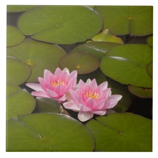 花が咲くスイレンの花 タイル (正面)
