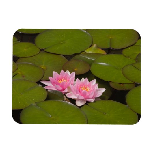花が咲くスイレンの花 マグネット (横)
