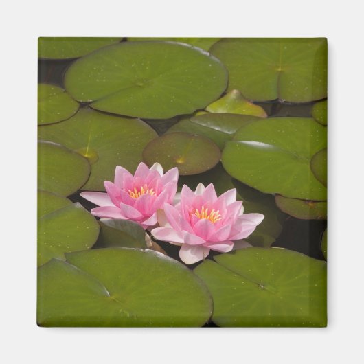 花が咲くスイレンの花 マグネット (正面)