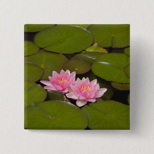花が咲くスイレンの花 缶バッジ (正面)