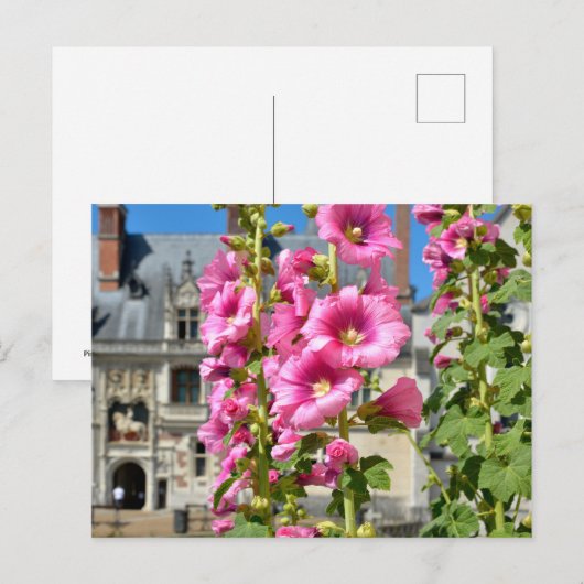 花が咲くピンク ポストカード (正面/裏面)