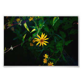 花が咲く フォトプリント           