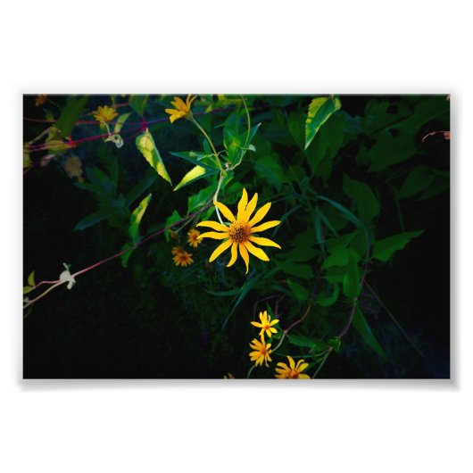 花が咲く フォトプリント            (正面)