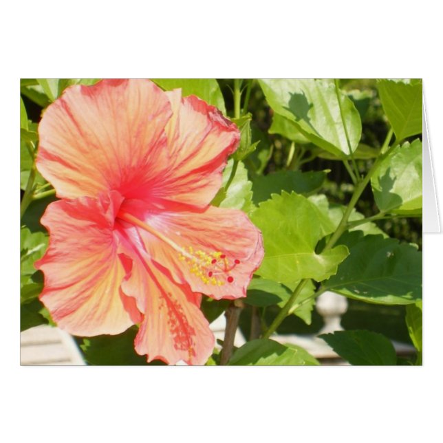 花が従って咲くところで望みます (正面横)