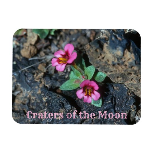 花が月のクレーターに咲く溶岩 マグネット (横)
