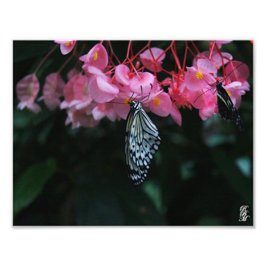 花つるから蝶 フォトプリント            (正面)