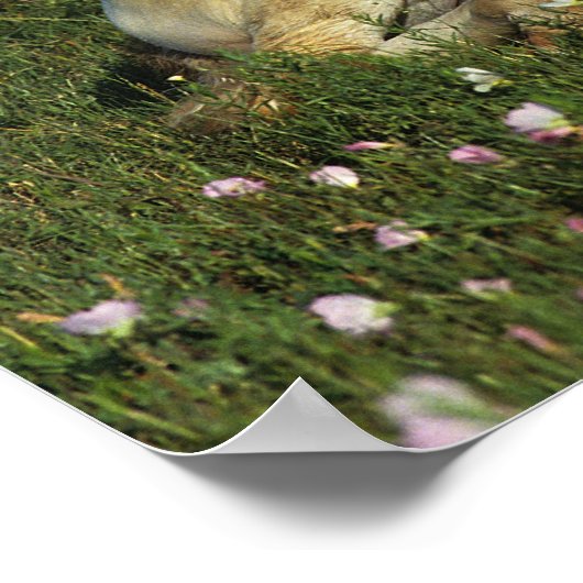 花で倒れるアパロオーサの花 ポスター (角)