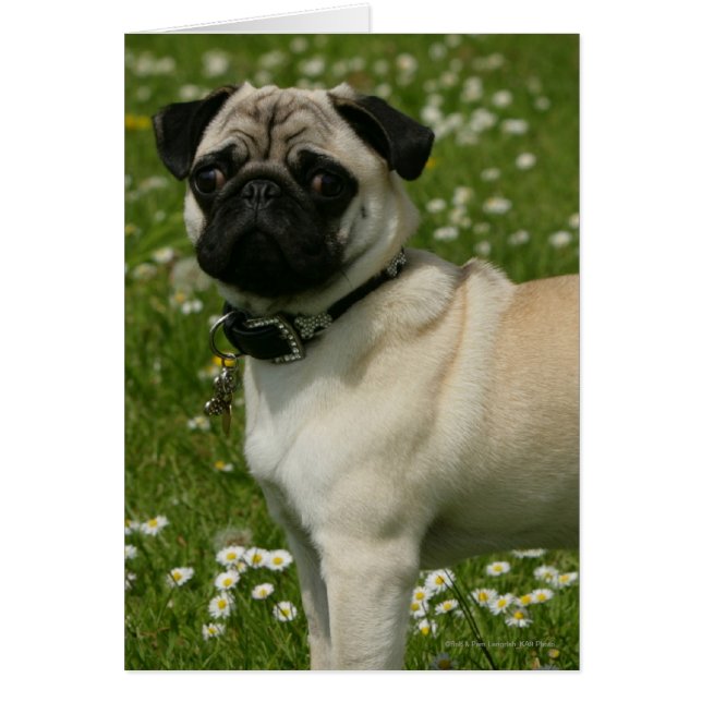 花で遊ぶパグ (正面)